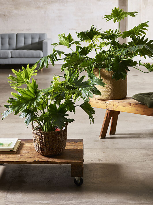 philodendron Selloum_gr&oslash;nne planter